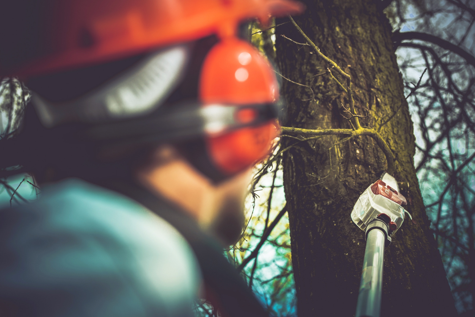 Tree Trimming Service