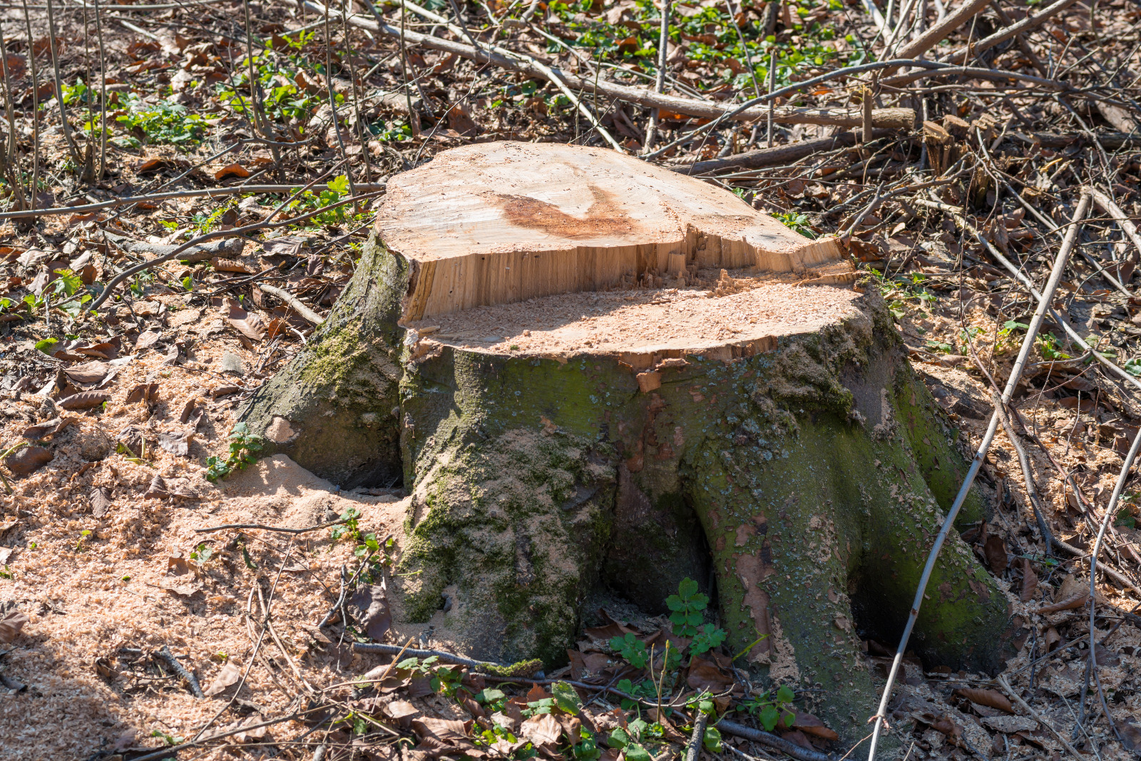 Stump Removal Service